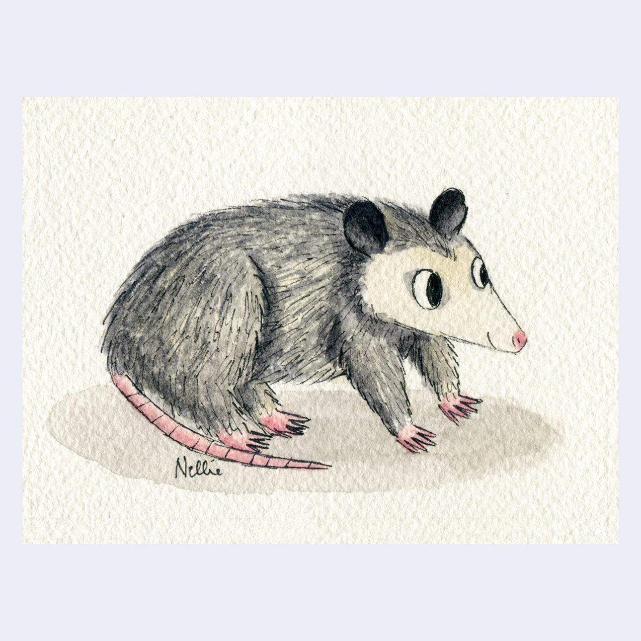 ANIMALS - #02 - Nellie Le - "Opossum"