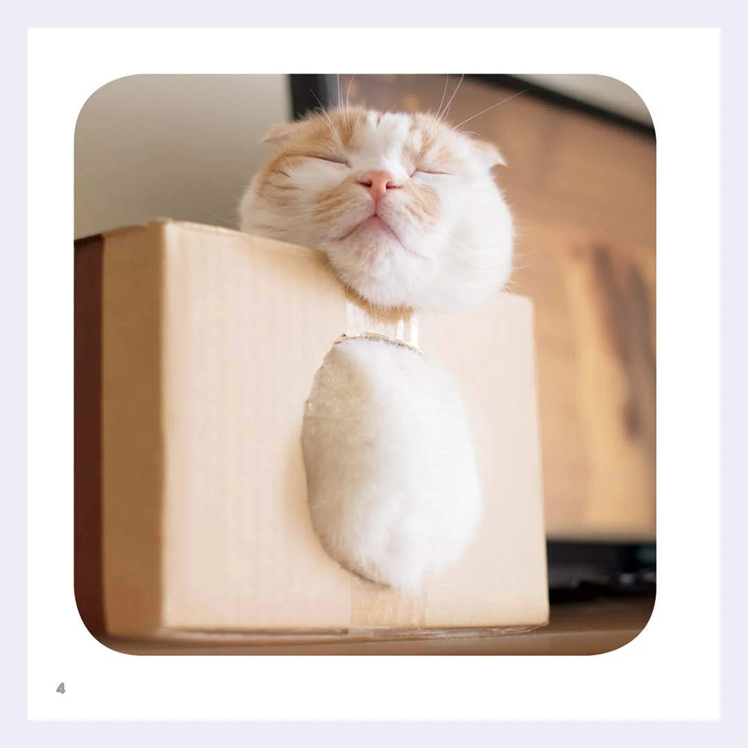 Cat Whiskers - Image 3