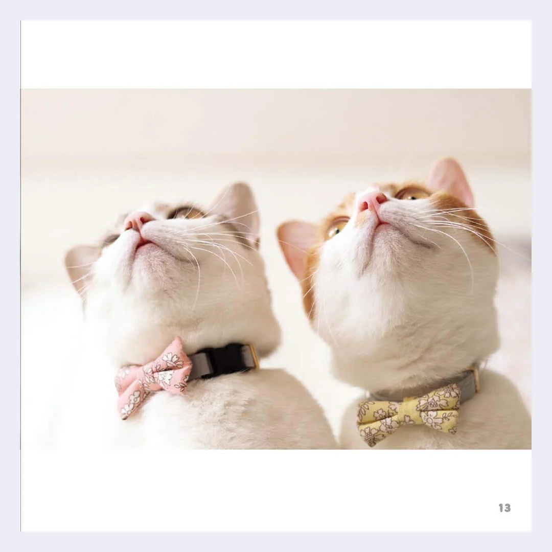 Cat Whiskers - Image 4
