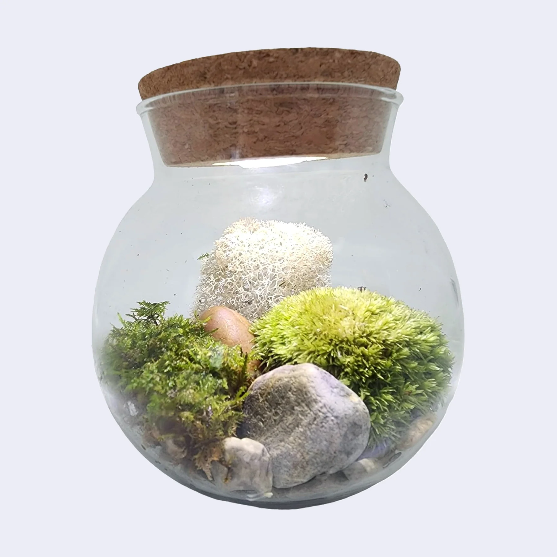 Moss Bowl - Glass Terrarium Aquascape Kit - Image 3