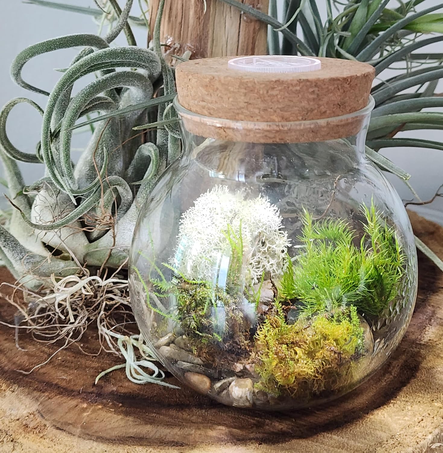 Moss Bowl - Glass Terrarium Aquascape Kit - Image 4
