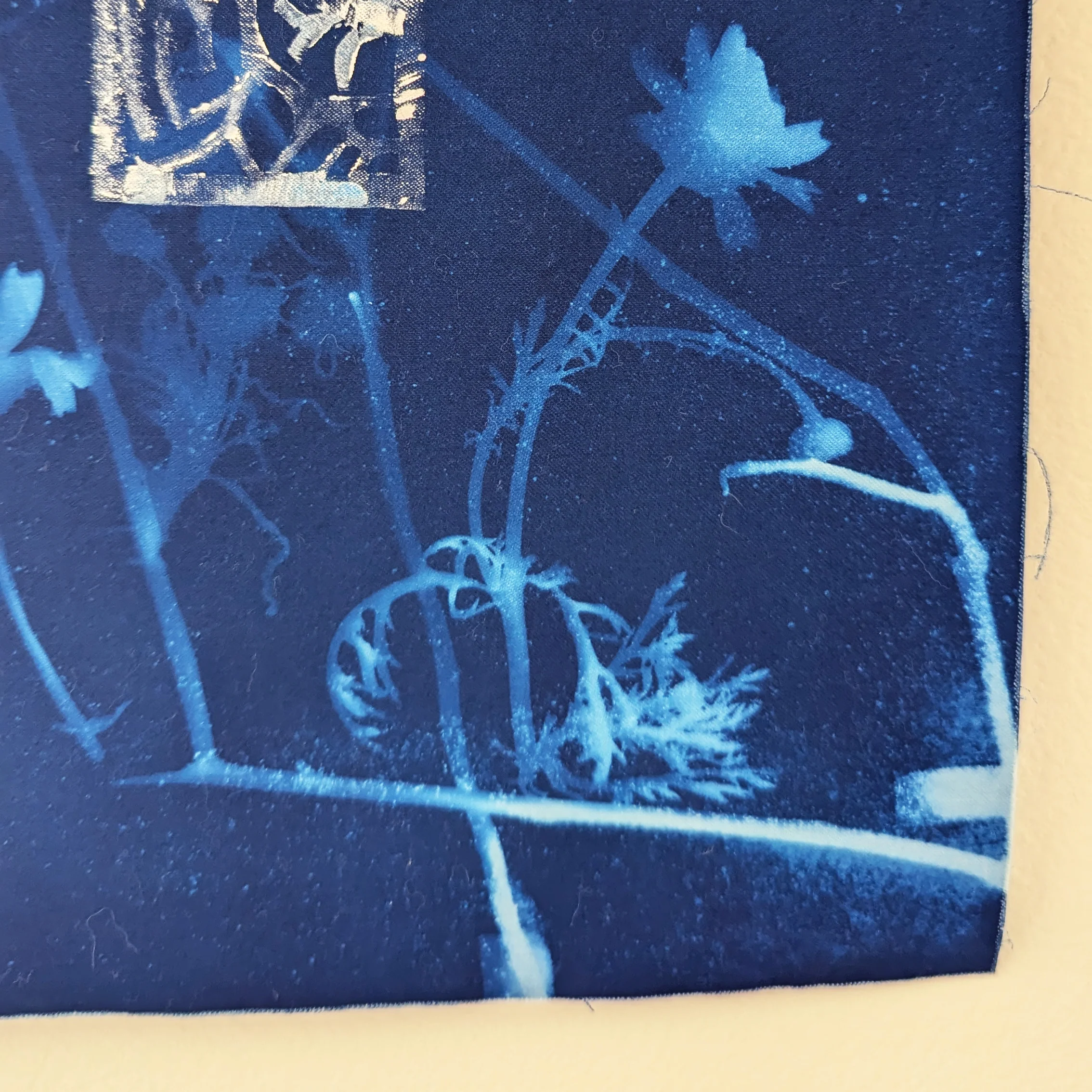 Plants & Flowers 2024 - Schessa Garbutt - "Point Dume, Malibu, 2:22pm, July 1" - Image 3