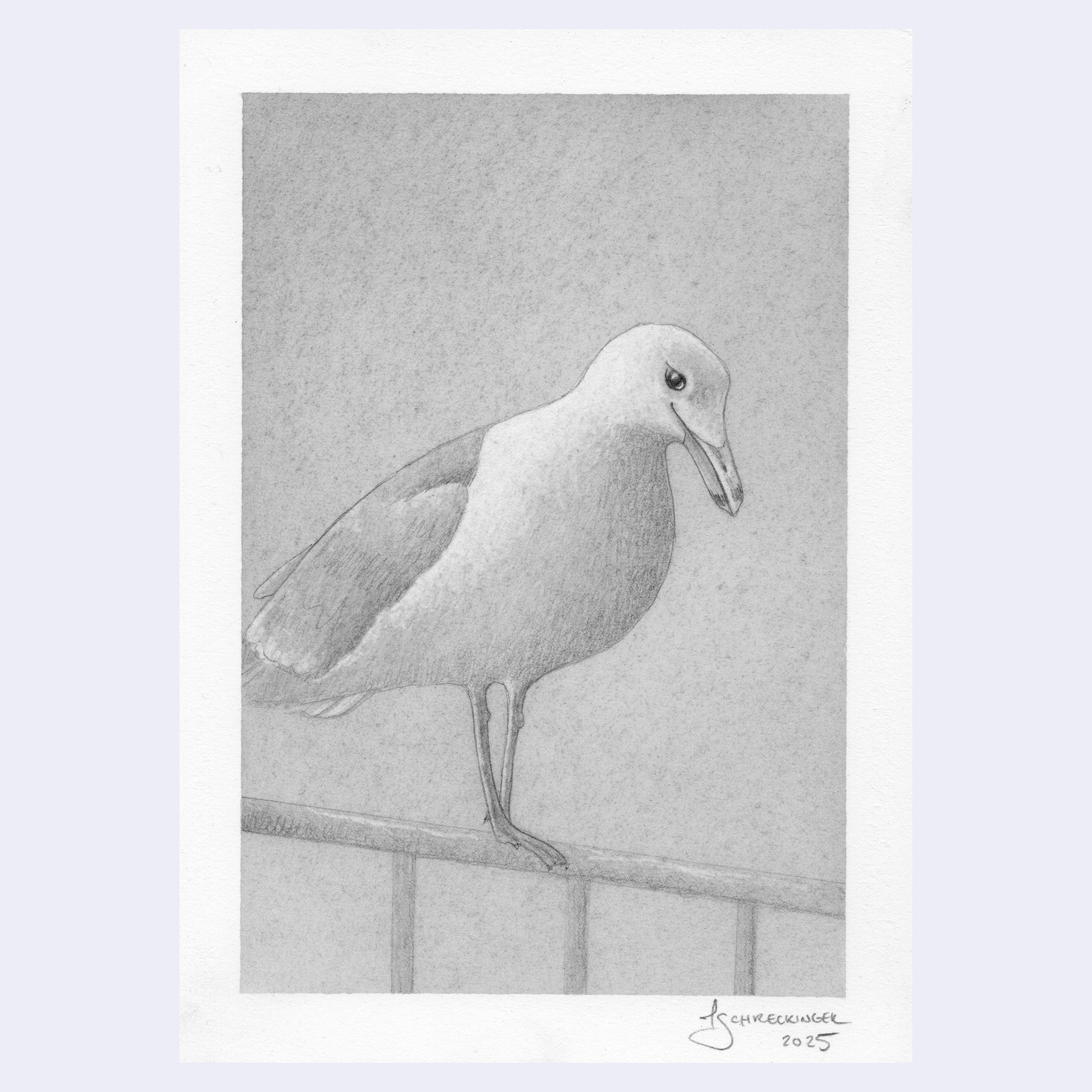 Rakugaki 7 (2025) - Juliet Schreckinger - "Seagull Study 1"