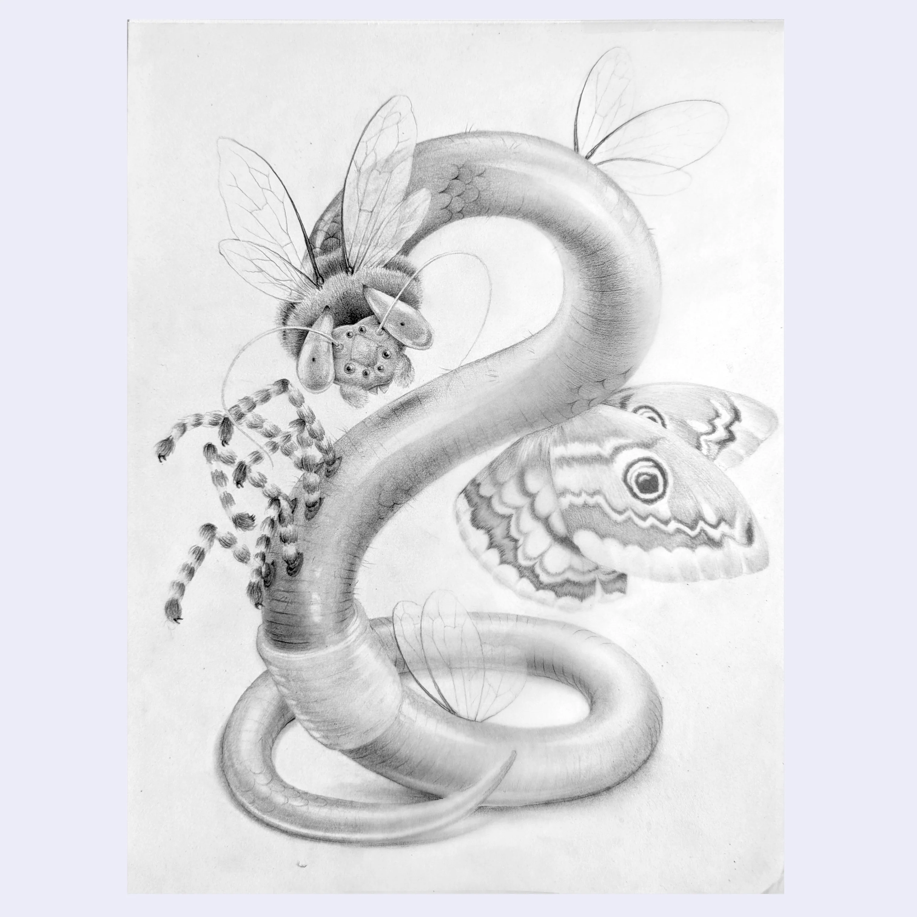 Rakugaki 8 (2026) - Cassia Lupo - "Little Dragon"