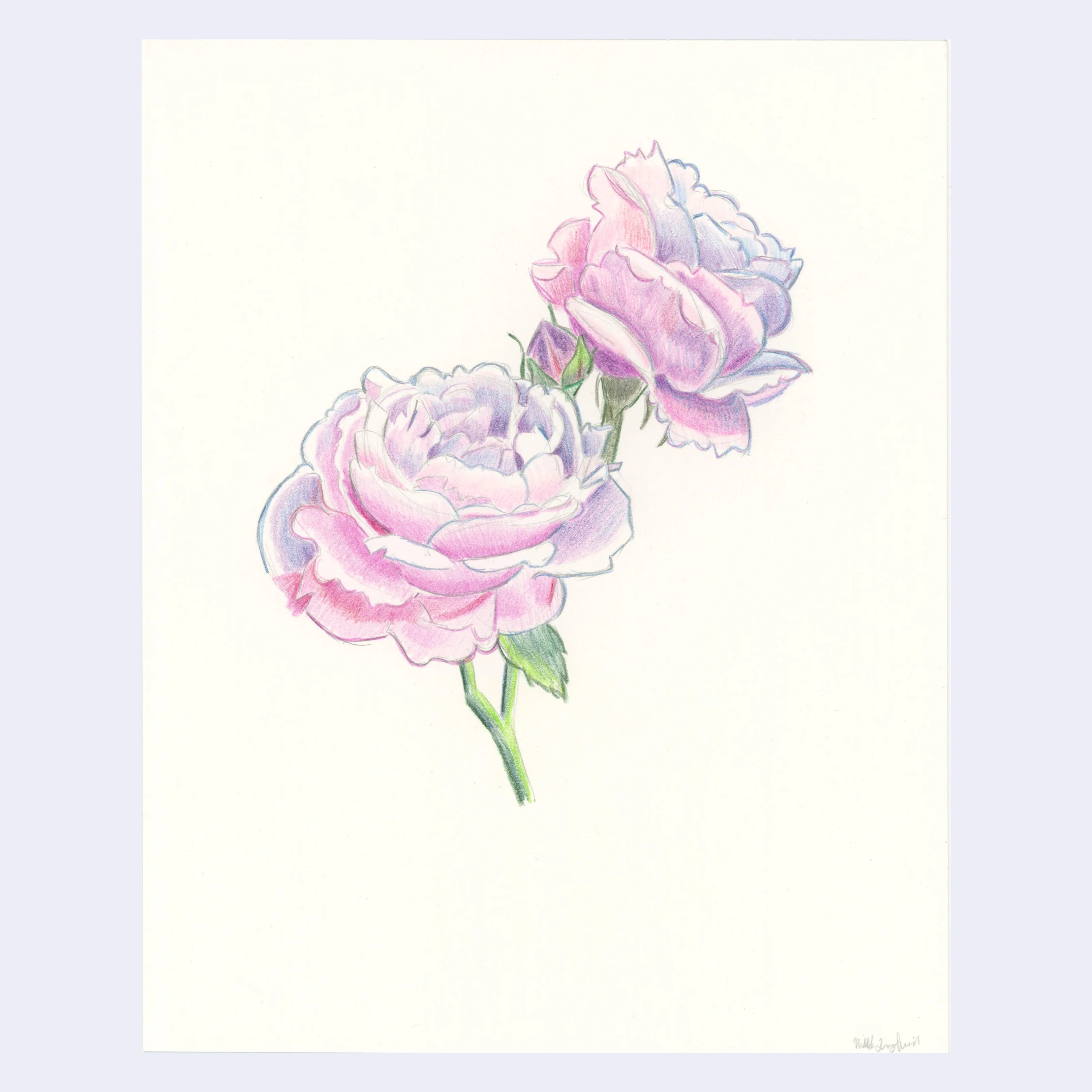 Rakugaki 8 (2026) - Nikki Longfish - "Gabi's Roses"