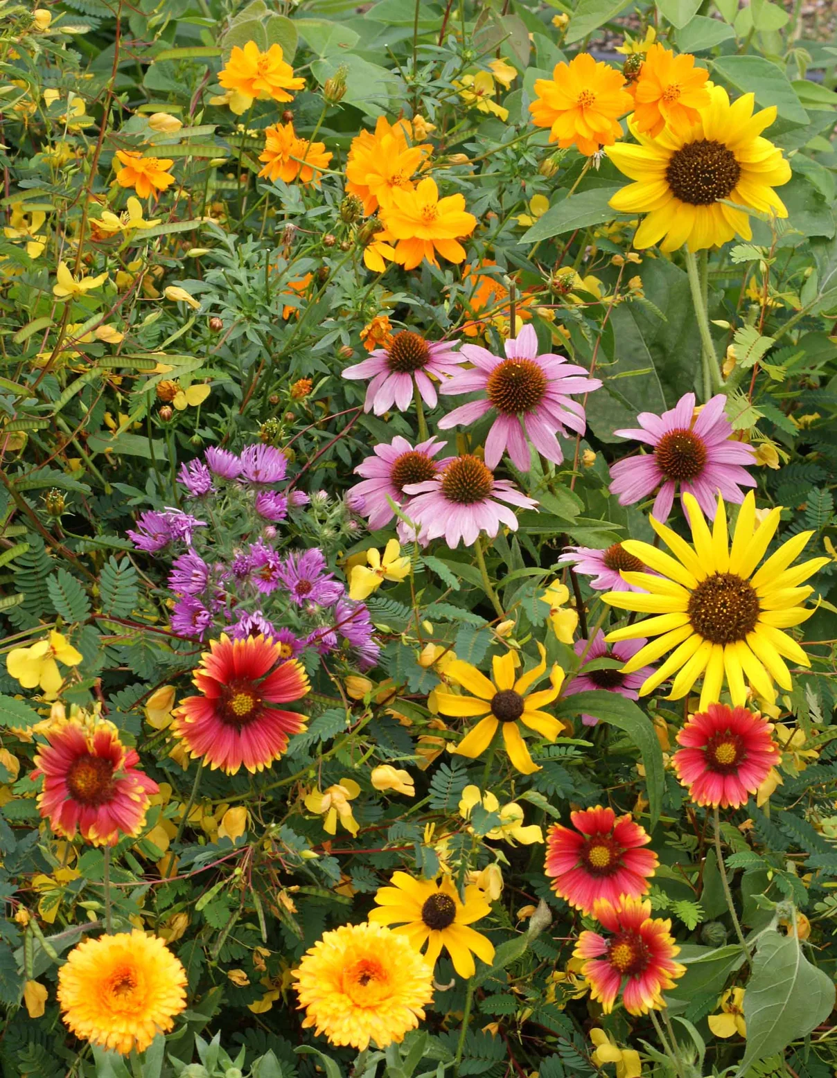 Seed Stones - Wild Bird Mix - Image 4
