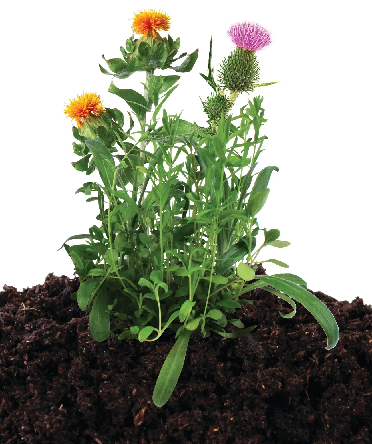 Seed Stones - Wild Bird Mix - Image 5