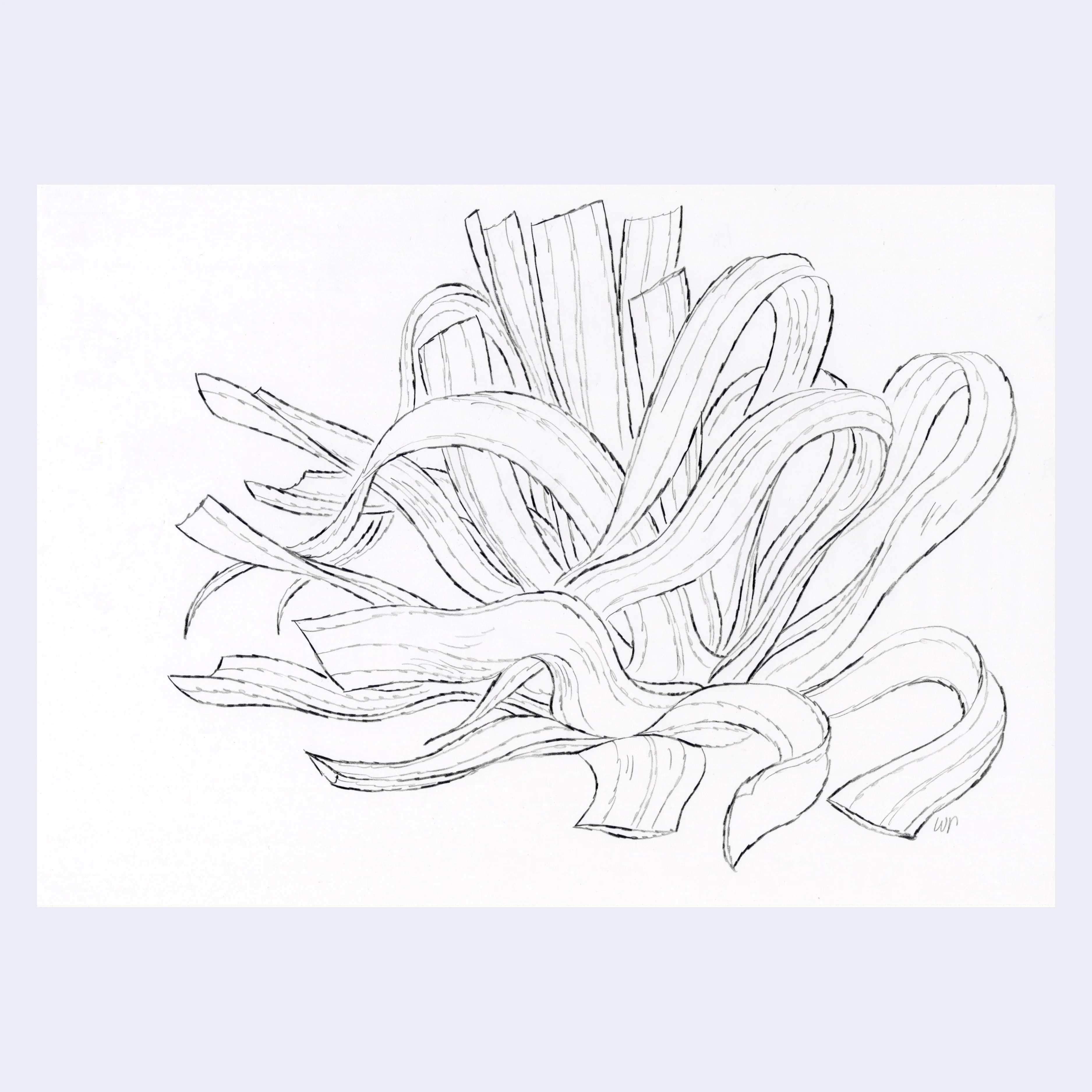 Sitting Outside III - #108 - Willie Real - "Agave Americana Tres"