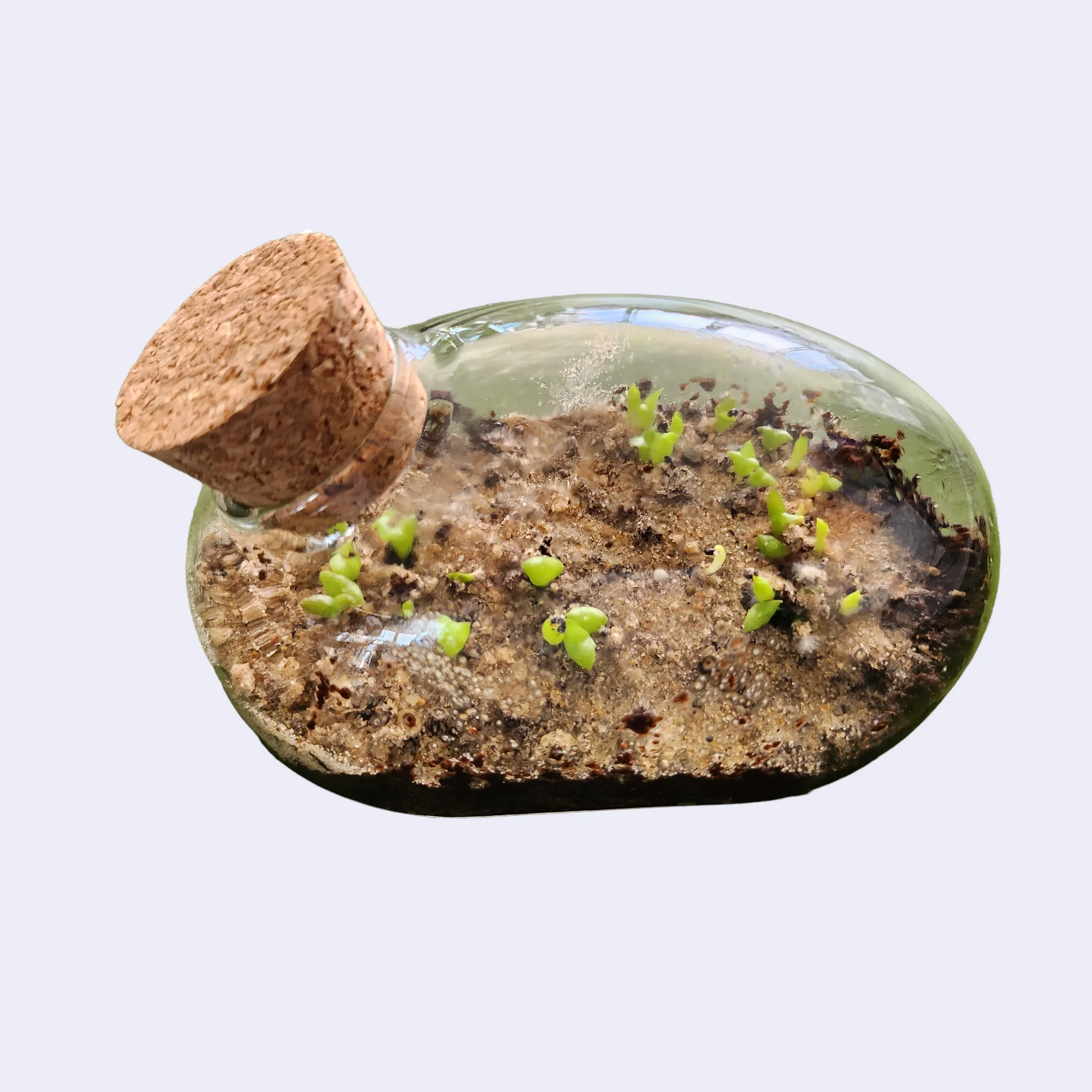 The Mouse Garden - The Desert Mouse Terrarium Cacti Seed Kit - Image 3