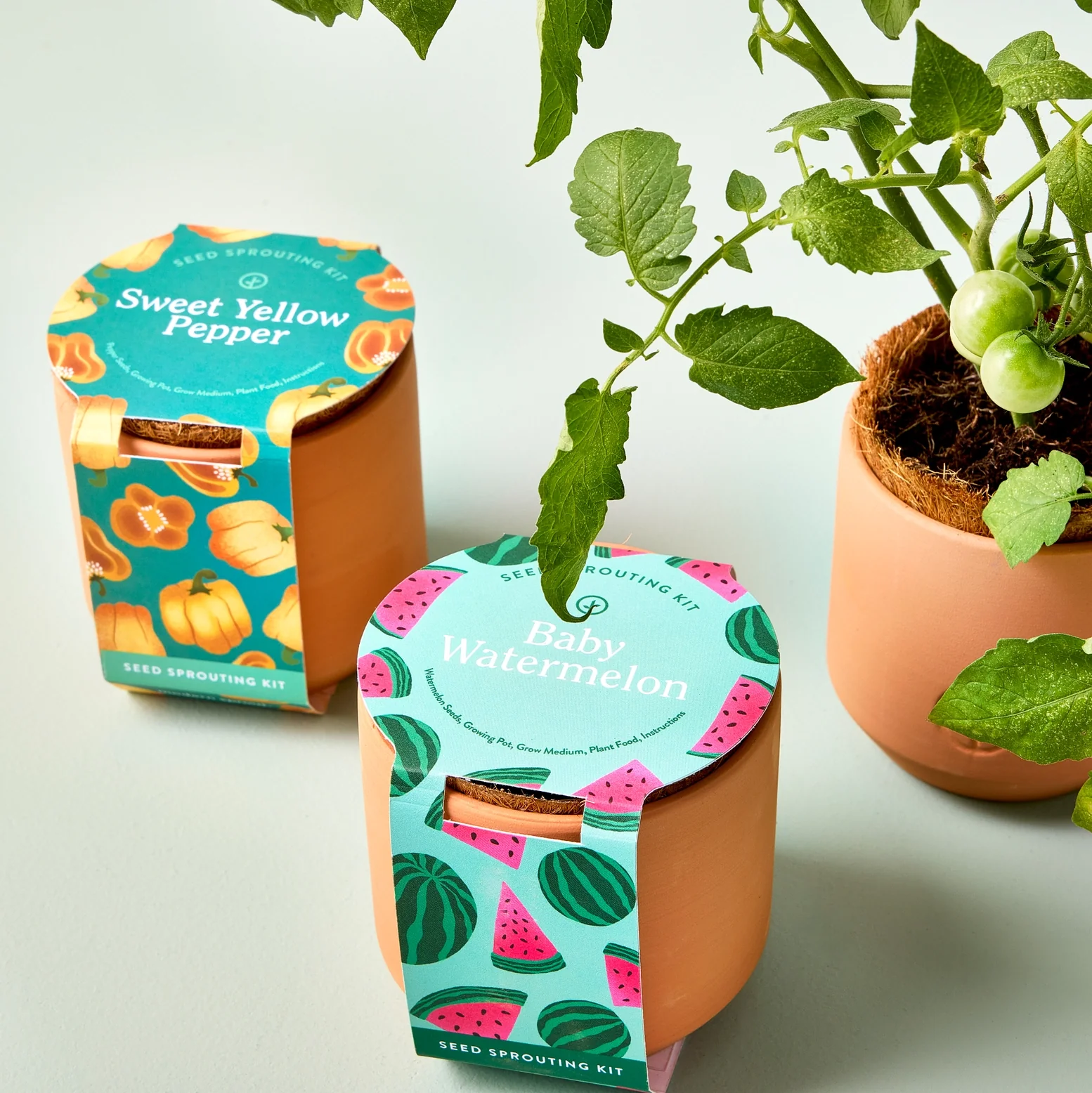 Tiny Terracotta Plant Kit - Baby Watermelon - Image 2