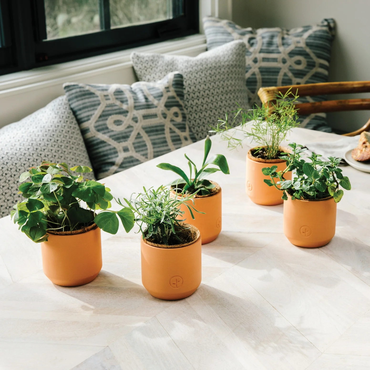 Tiny Terracotta Plant Kit - Thank You Daisies - Image 3