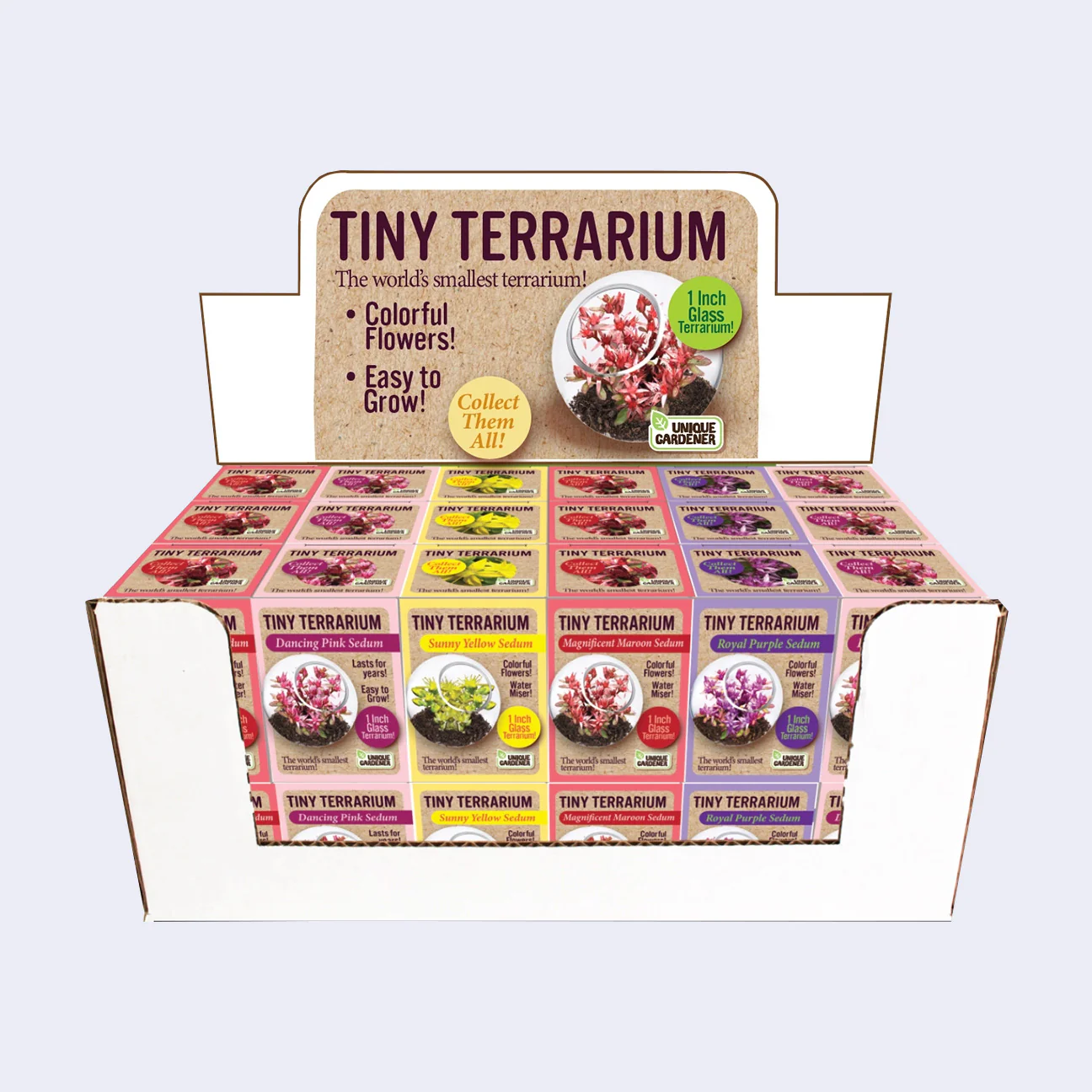 Tiny Terrarium Sedum Flower Growing Kit (Assorted)